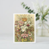  orchideeën botanische illustratie Briefkaart (Staand voorkant)