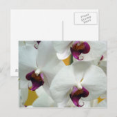 Orchideeën Briefkaart (Voorkant / Achterkant)