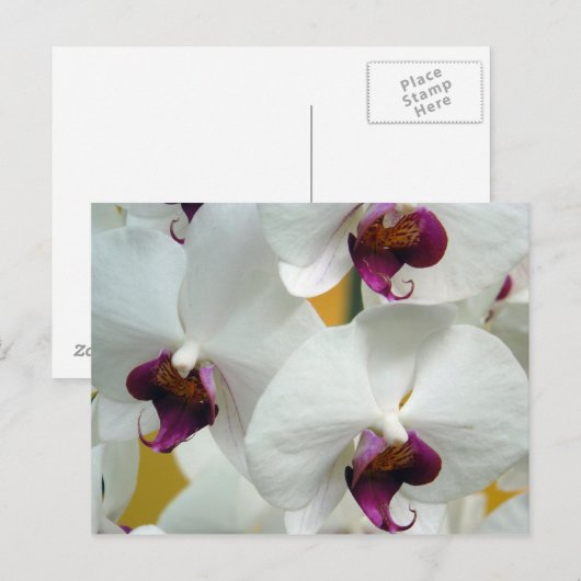 Orchideeën Briefkaart (Voorkant / Achterkant)