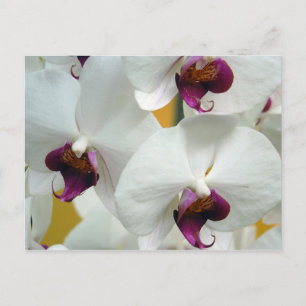 Orchideeën Briefkaart