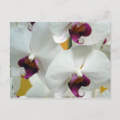 Orchideeën Briefkaart (Voorkant)