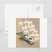 Orchideeën Briefkaart (Voorkant / Achterkant)