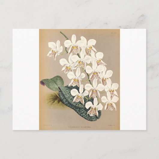 Orchideeën Briefkaart (Voorkant)