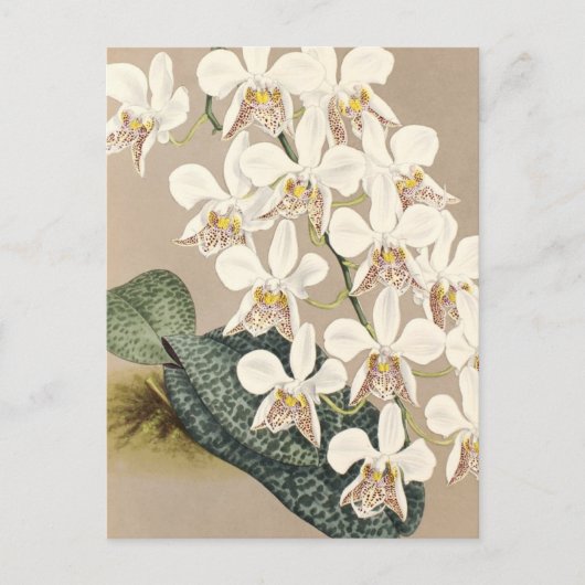Orchideeën Briefkaart (Voorkant)