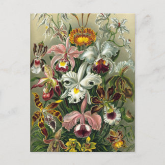 orchideeën briefkaart