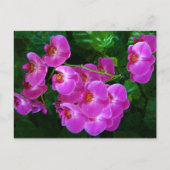 Orchideeën Briefkaart (Voorkant)