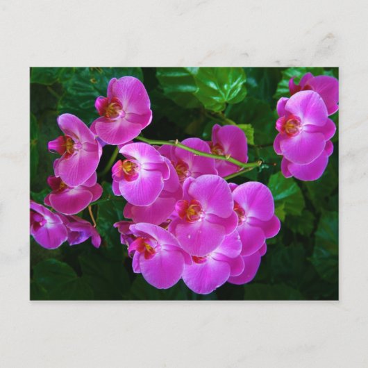 Orchideeën Briefkaart (Voorkant)