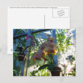 Orchideeën Briefkaart (Voorkant / Achterkant)