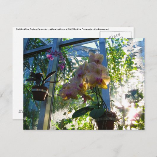 Orchideeën Briefkaart (Voorkant / Achterkant)