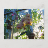 Orchideeën Briefkaart (Voorkant)