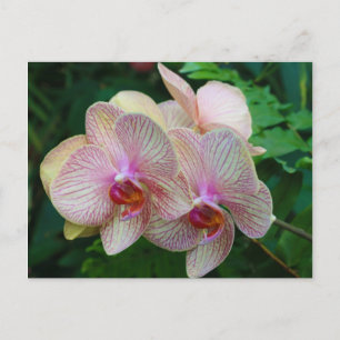 Orchideeën Briefkaart