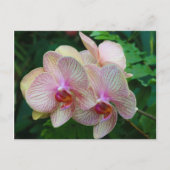Orchideeën Briefkaart (Voorkant)
