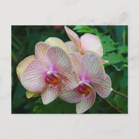 Orchideeën Briefkaart (Voorkant)