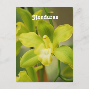 Orchideeën Briefkaart