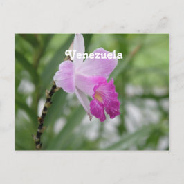 Orchideeën Briefkaart