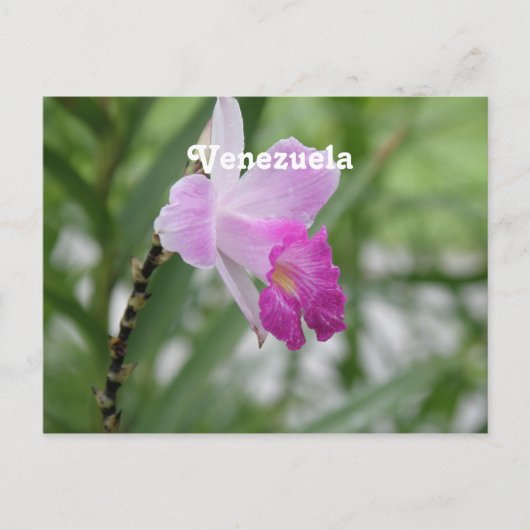 Orchideeën Briefkaart (Voorkant)