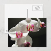 Orchideeën Briefkaart (Voorkant / Achterkant)