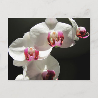 Orchideeën Briefkaart