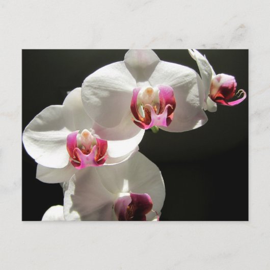 Orchideeën Briefkaart (Voorkant)