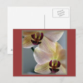 Orchideeën Briefkaart (Voorkant / Achterkant)
