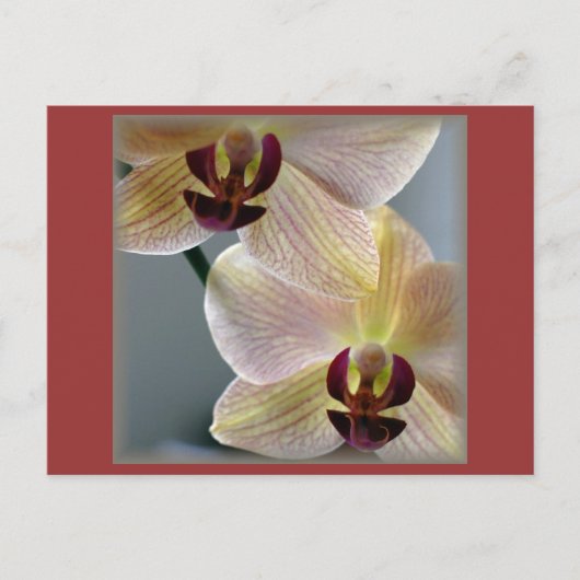 Orchideeën Briefkaart (Voorkant)