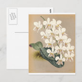 Orchideeën Briefkaart (Voorkant / Achterkant)
