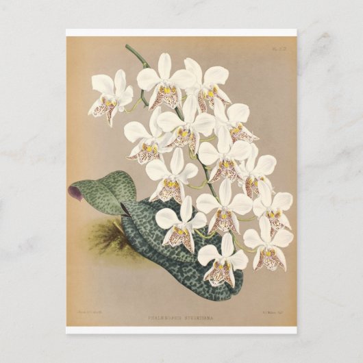 Orchideeën Briefkaart (Voorkant)