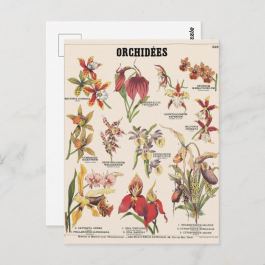 Orchideeën Briefkaart (Voorkant / Achterkant)