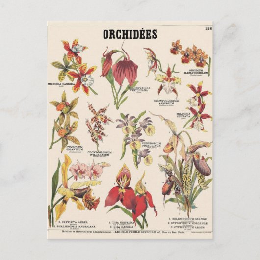 Orchideeën Briefkaart (Voorkant)