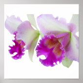 Orchideeën (Cattleya) Poster (Voorkant)