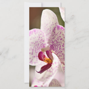 Orchideeën door Shirley Taylor