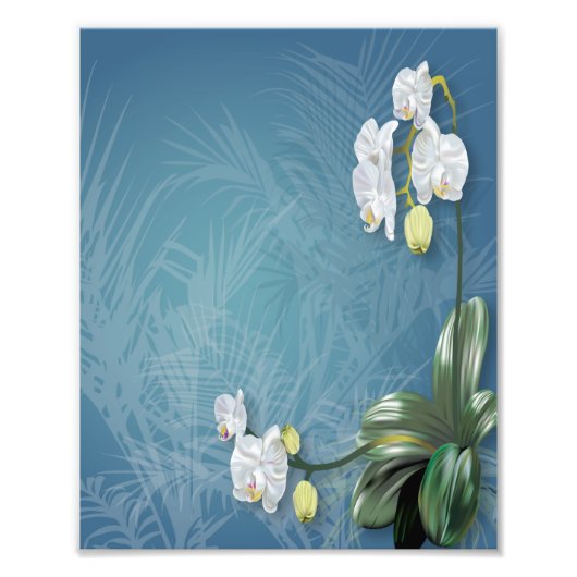 Orchideeën en Ferns Foto Afdruk (Voorkant)