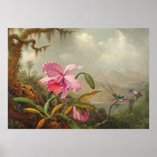 Orchideeën en kolibrie door Martin Johnson Heade P Poster (Voorkant)