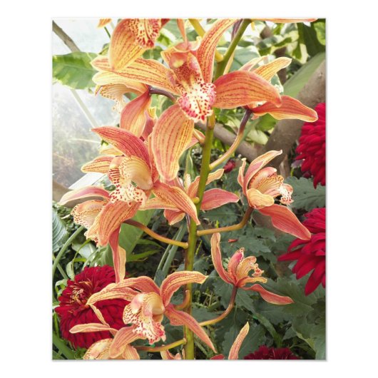Orchideeën en Red Chrysanthemums Floral Foto Afdruk (Voorkant)