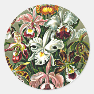 Orchideeën - Ernst Haeckel artwork, Orchidae Ronde Sticker