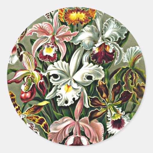 Orchideeën - Ernst Haeckel artwork, Orchidae Ronde Sticker (Voorkant)