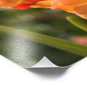 Orchideeën Foto Afdruk (Hoek)