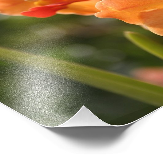 Orchideeën Foto Afdruk (Hoek)