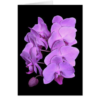 orchideeën (fresco-stijl)