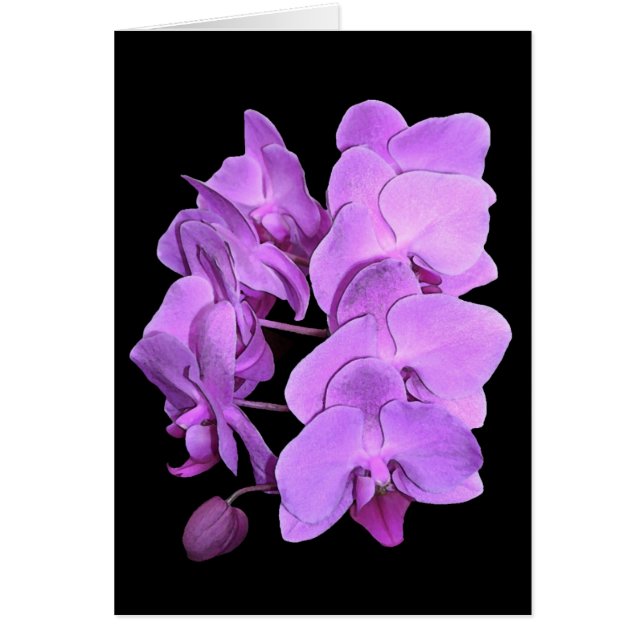 orchideeën (fresco-stijl) (Voorkant)