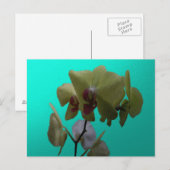 Orchideeën: Geel en wit Briefkaart (Voorkant / Achterkant)