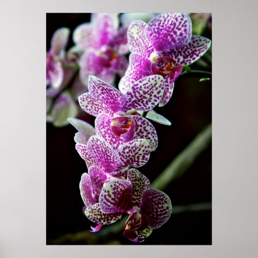 Orchideeën in Paars Poster (Voorkant)