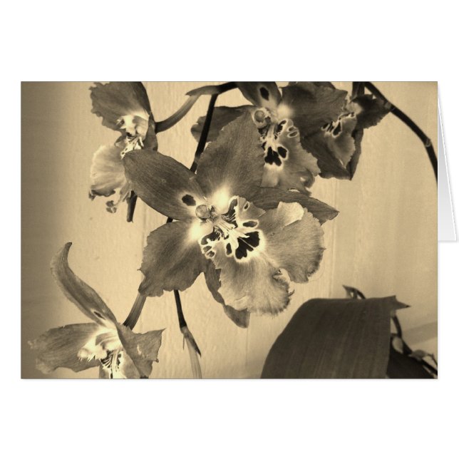 orchideeën in sepia tone (Voorkant Horizontaal)