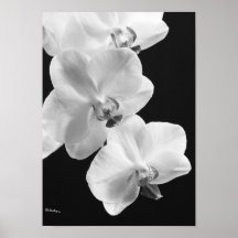 Orchideeën in zwart-wit Poster, 24X33.6