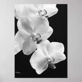 Orchideeën in zwart-wit Poster, 24X33.6 Poster