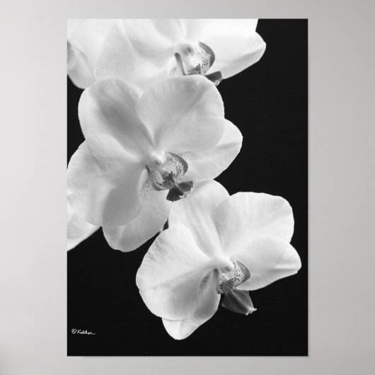 Orchideeën in zwart-wit Poster, 24X33.6 Poster (Voorkant)