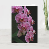 Orchideeën Kaart (Voorkant)
