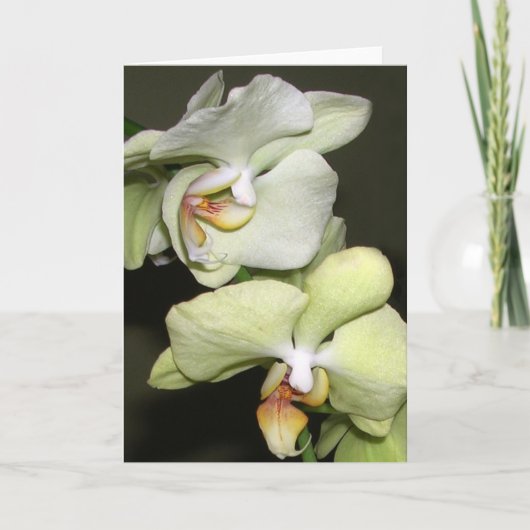 Orchideeën Kaart (Voorkant)