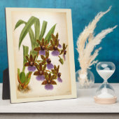  orchideeën Lindenia Zygopetalum Gautieri Fotoplaat (Zijkant)