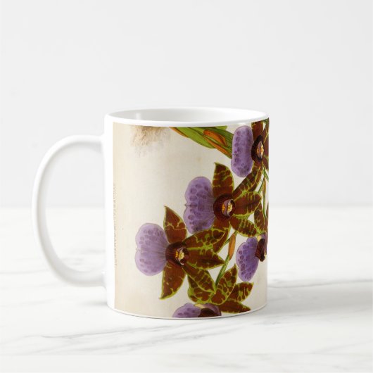  orchideeën Lindenia Zygopetalum Gautieri Koffiemok (Links)